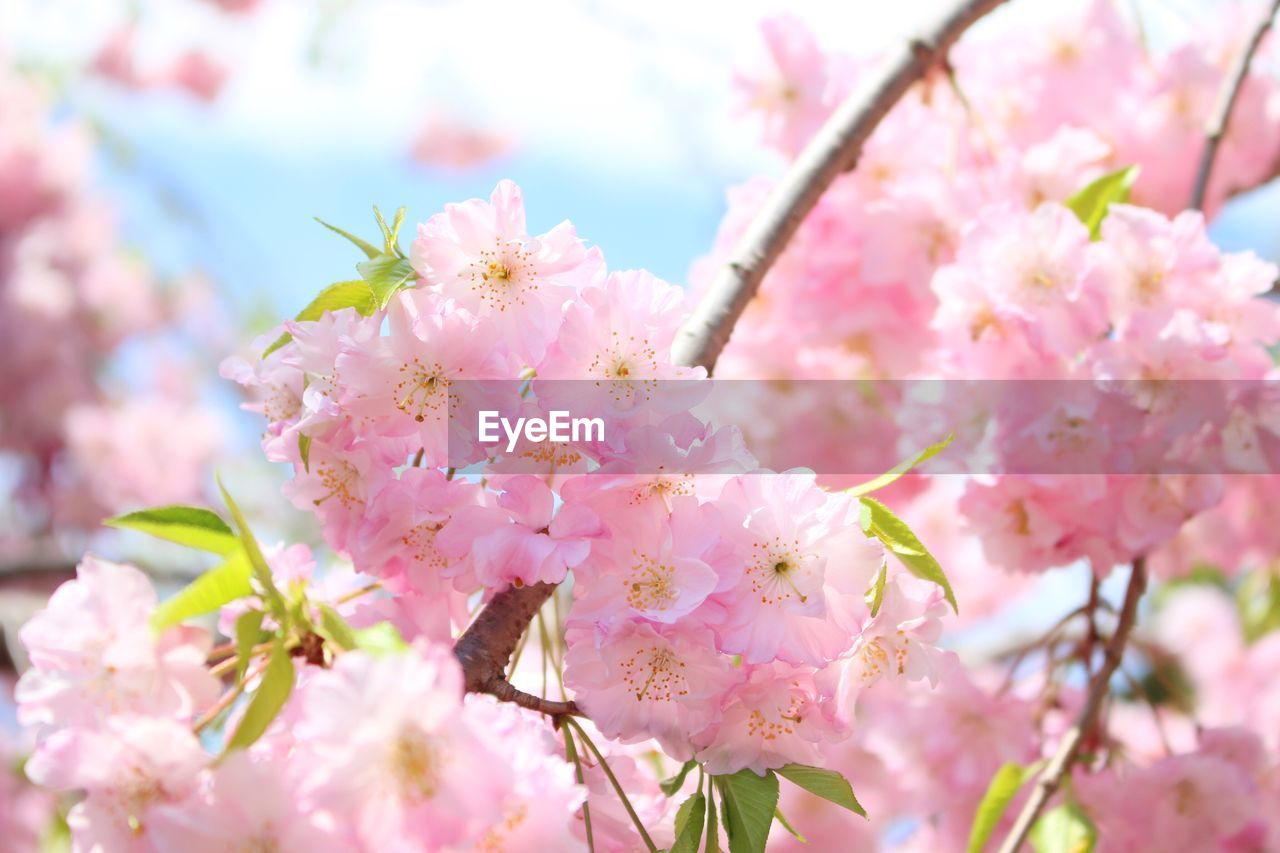 Low angle view of pink flowers on branch