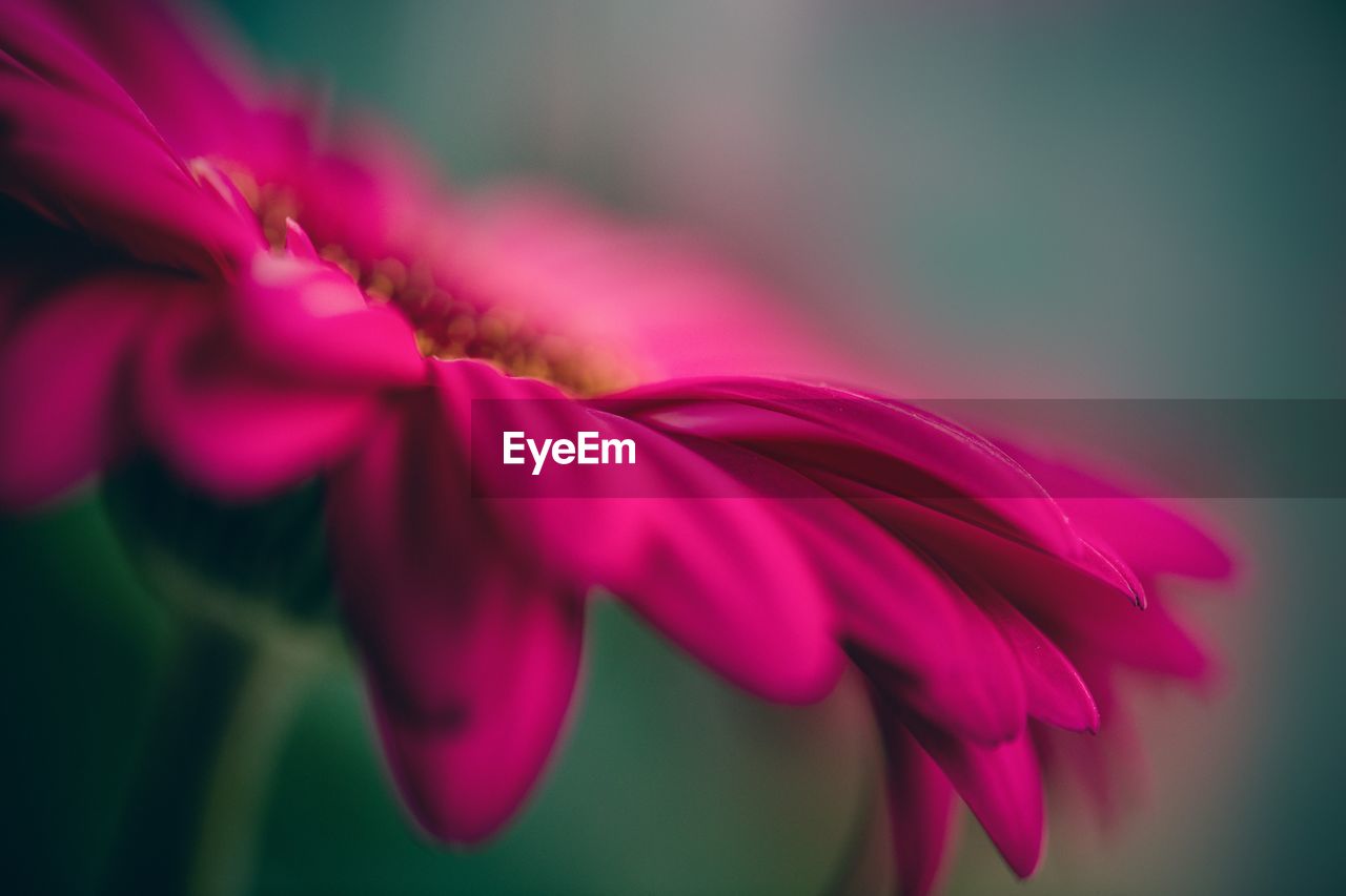 Close-up of pink flower