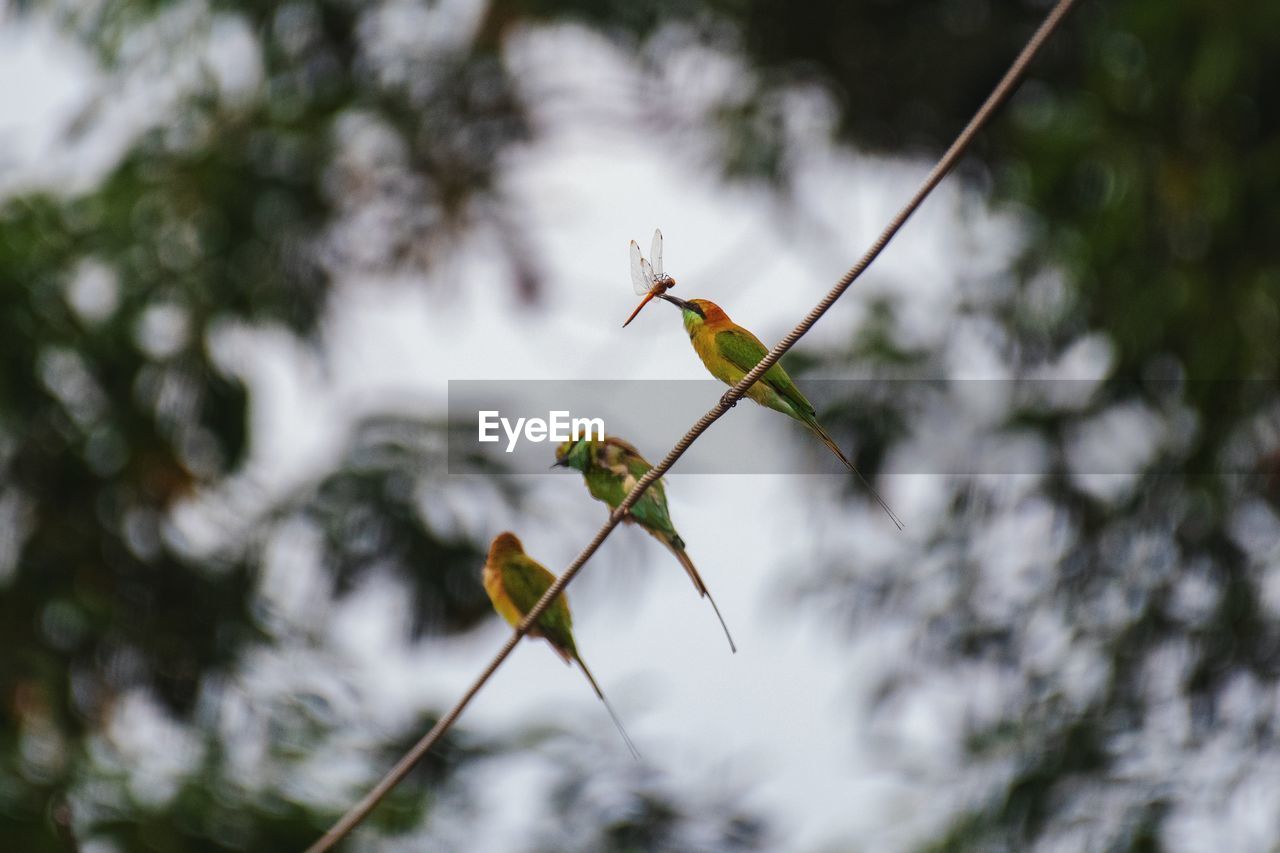 The three bee eaters