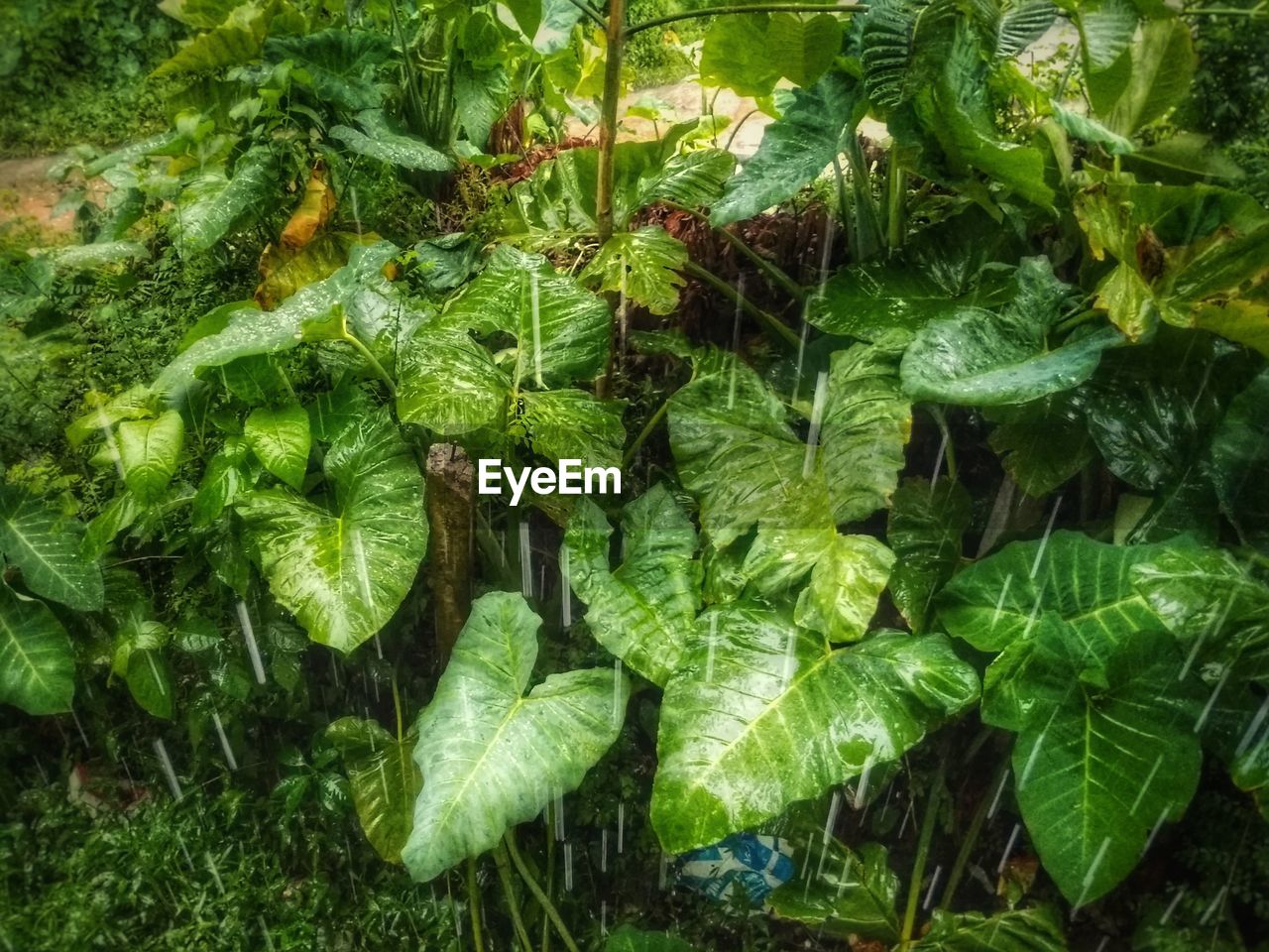 FULL FRAME SHOT OF GREEN LEAVES