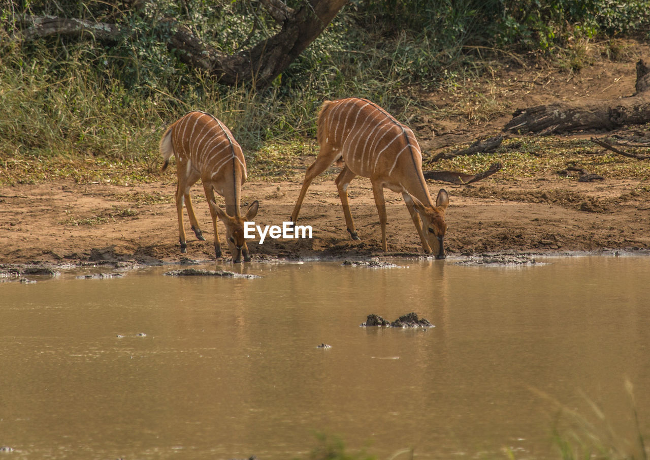 VIEW OF TWO DRINKING WATER