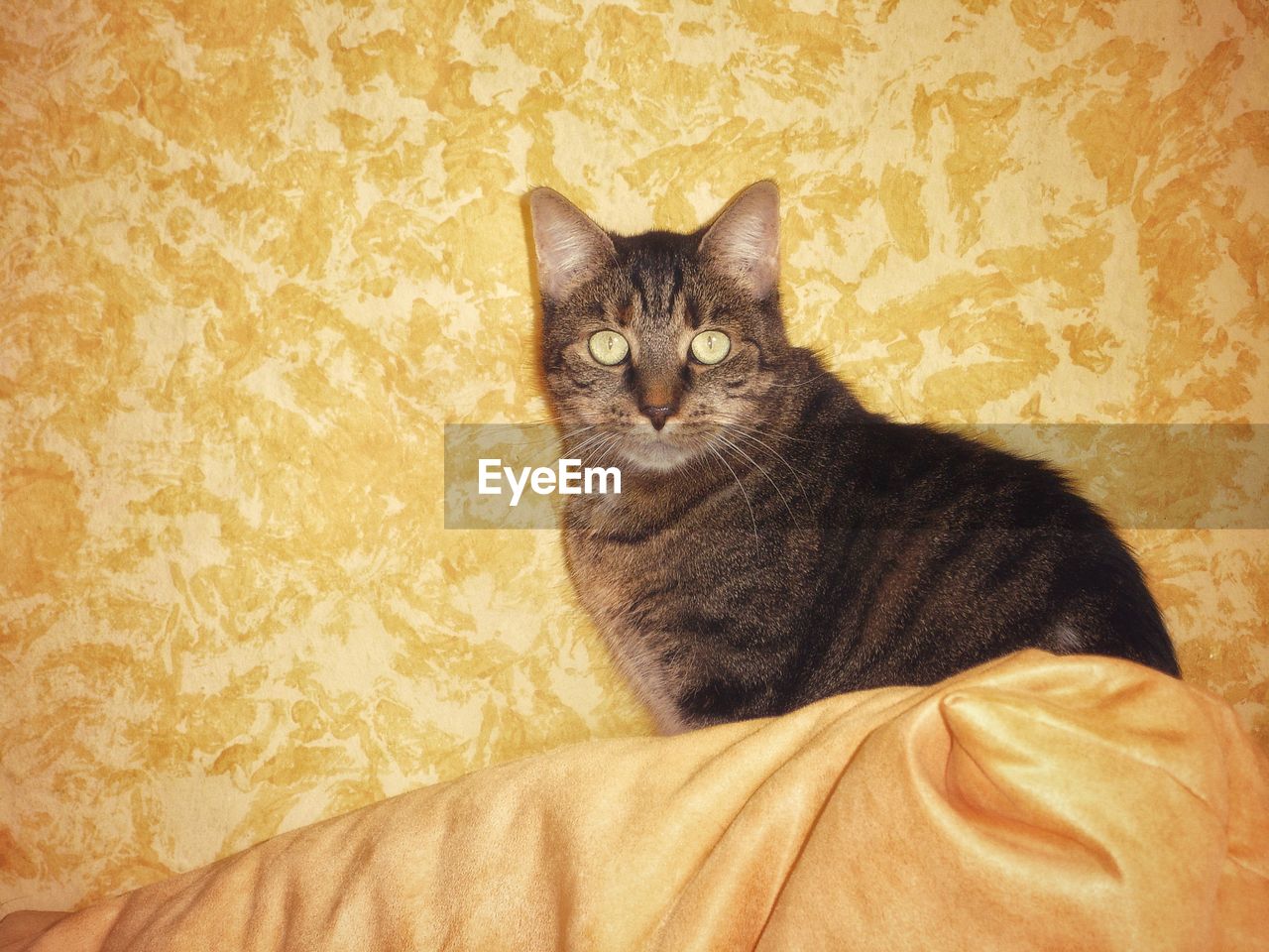 CLOSE-UP PORTRAIT OF TABBY CAT AGAINST WALL