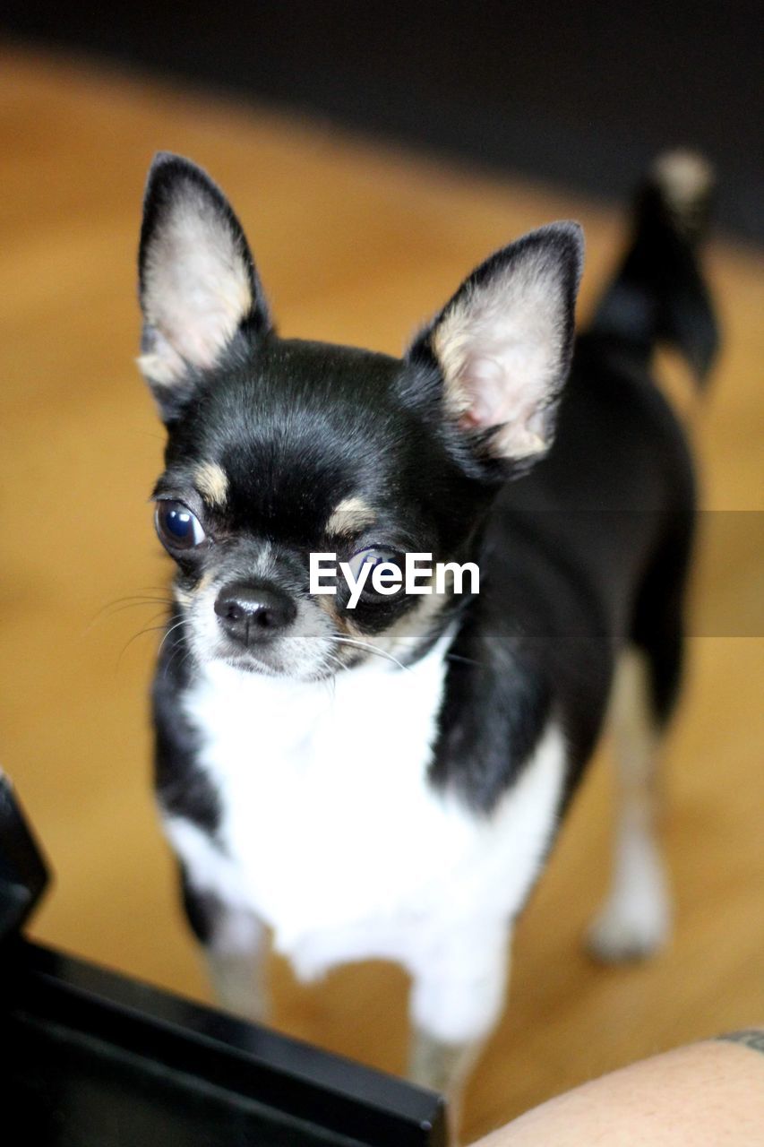 Close-up of cute little chihuahua 