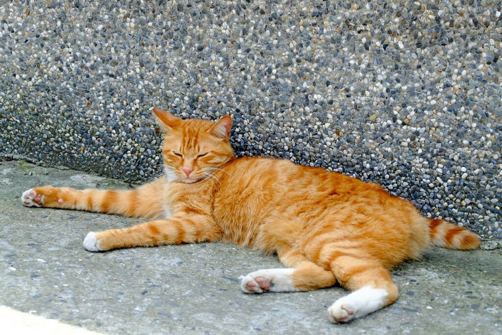 CAT SLEEPING ON BED