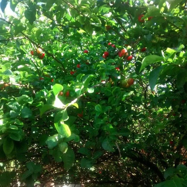 LOW ANGLE VIEW OF TREE GROWING