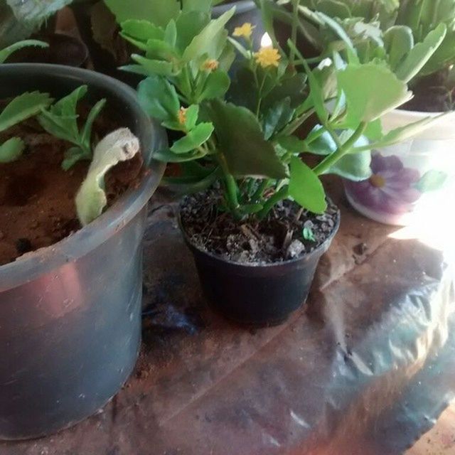 CLOSE-UP OF POTTED PLANTS