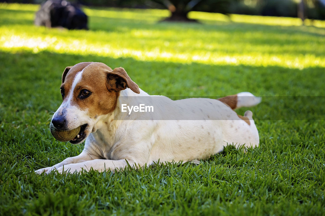 DOG LYING ON GRASS