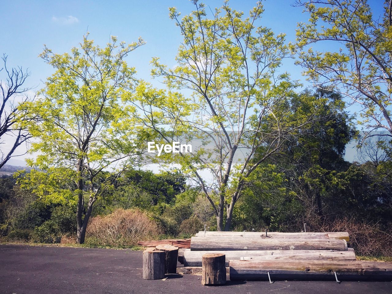 TREES AGAINST CLEAR SKY