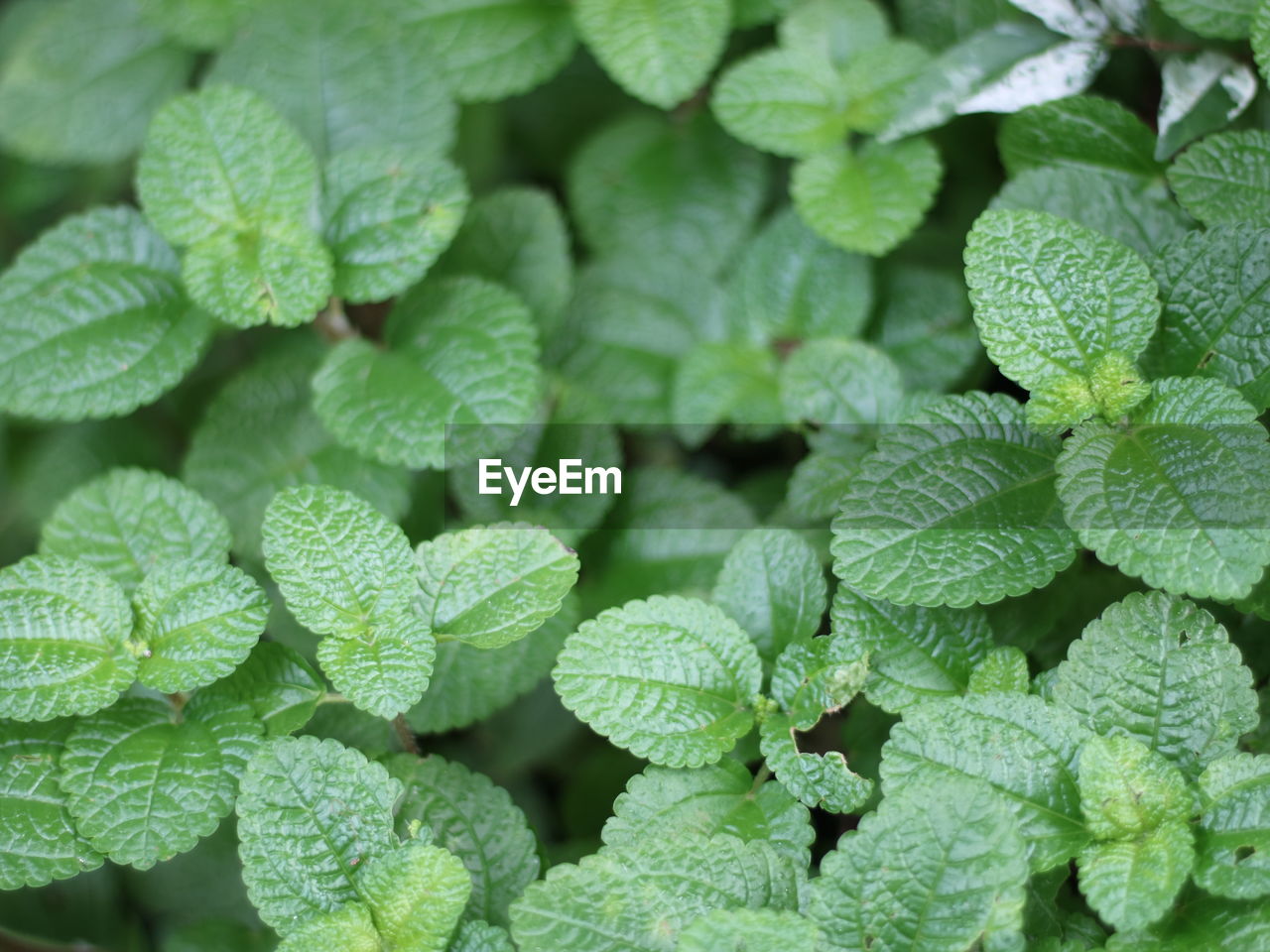 Full frame shot of green leaves