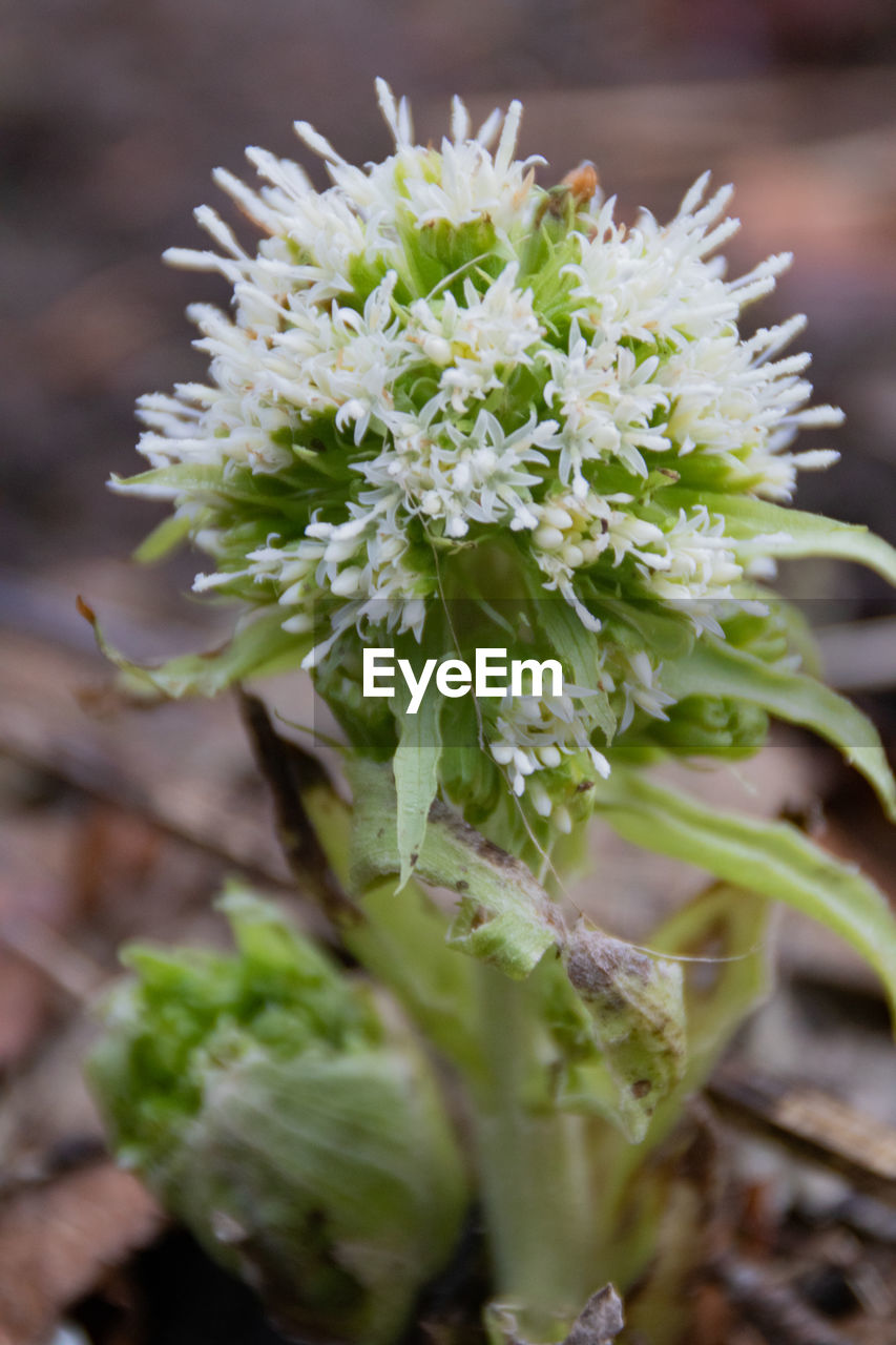 CLOSE-UP OF FLOWERING PLANT