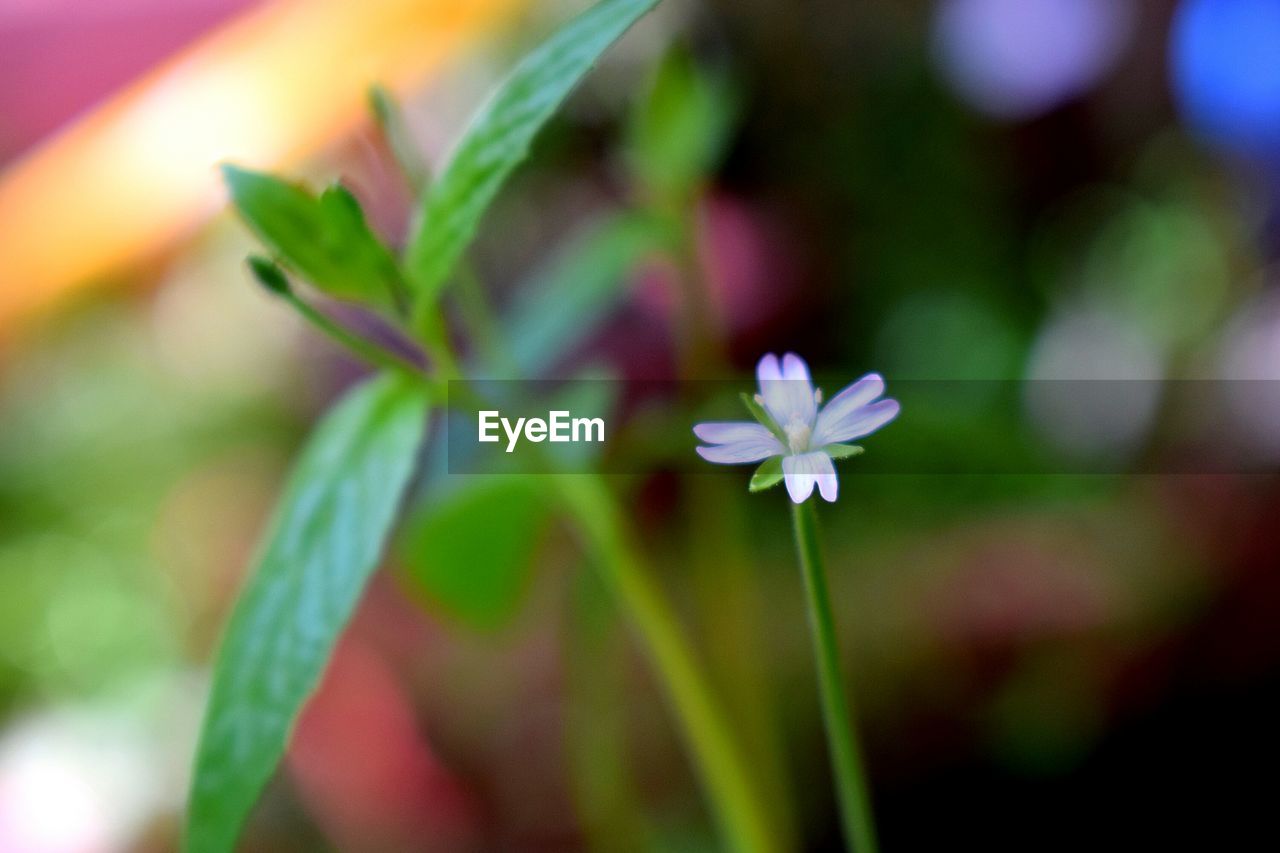 CLOSE-UP OF SMALL PLANT WITH PINK FLOWERING PLANTS