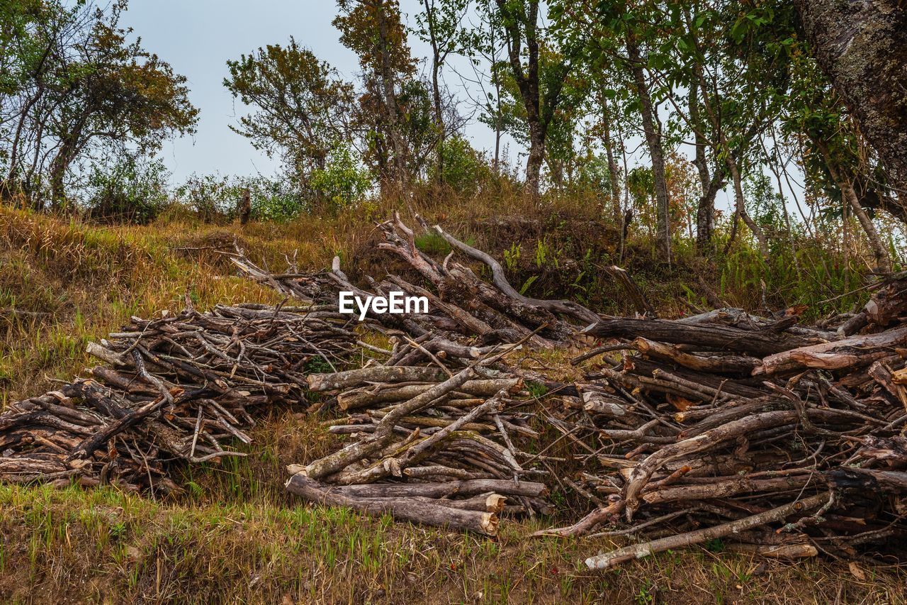 Dead tree on field in forest