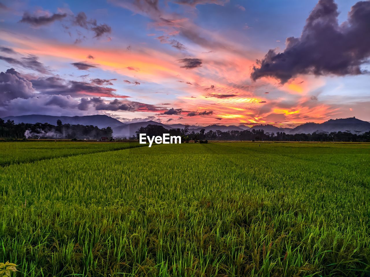 SCENIC VIEW OF FIELD AGAINST SKY AT SUNSET