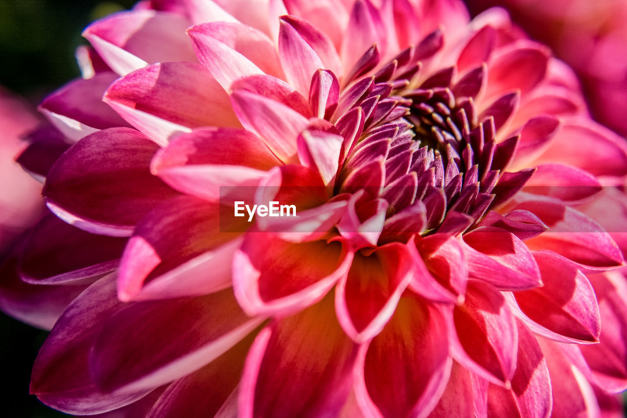 CLOSE-UP OF DAHLIA