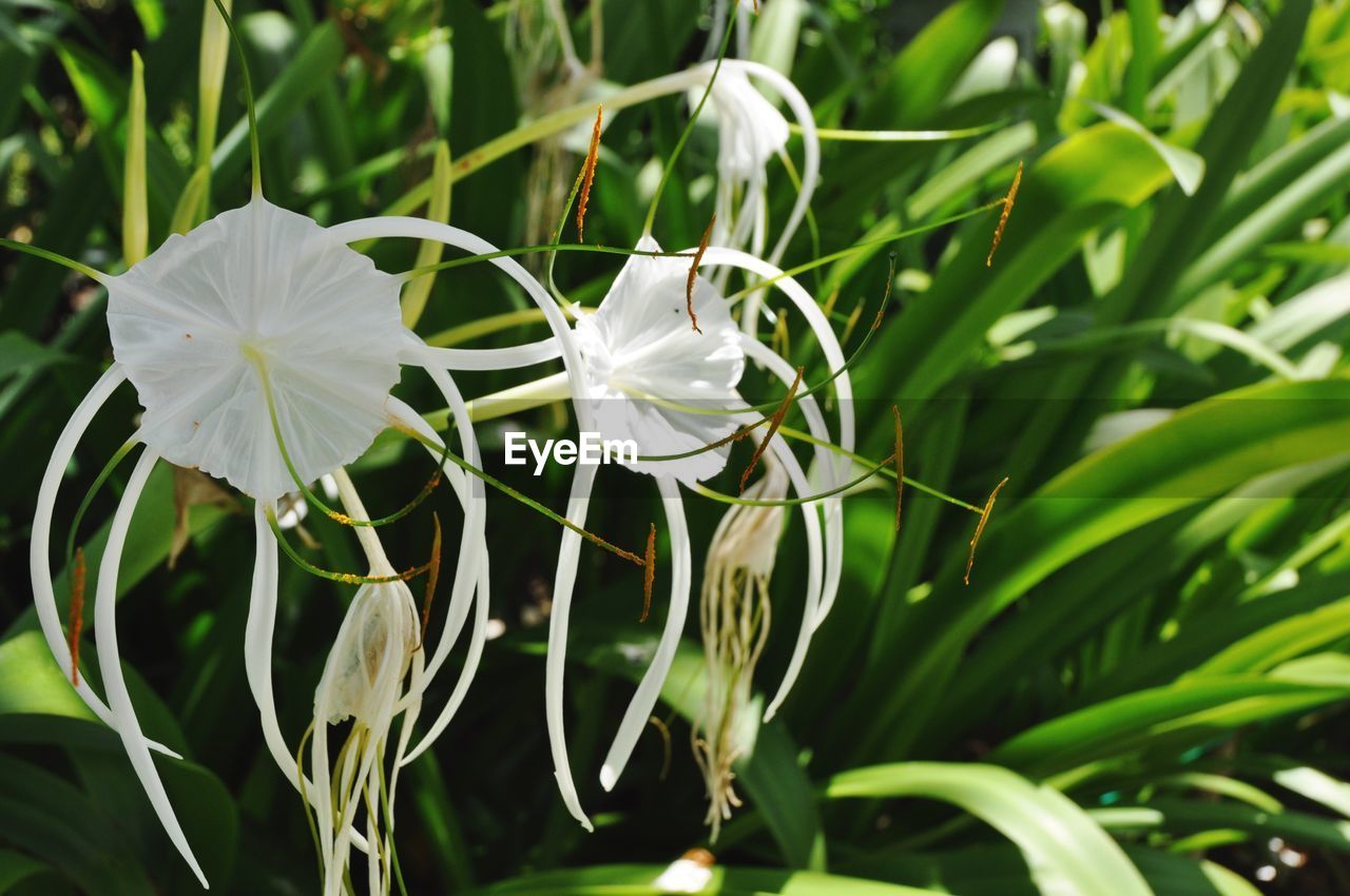 CLOSE-UP OF FLOWER