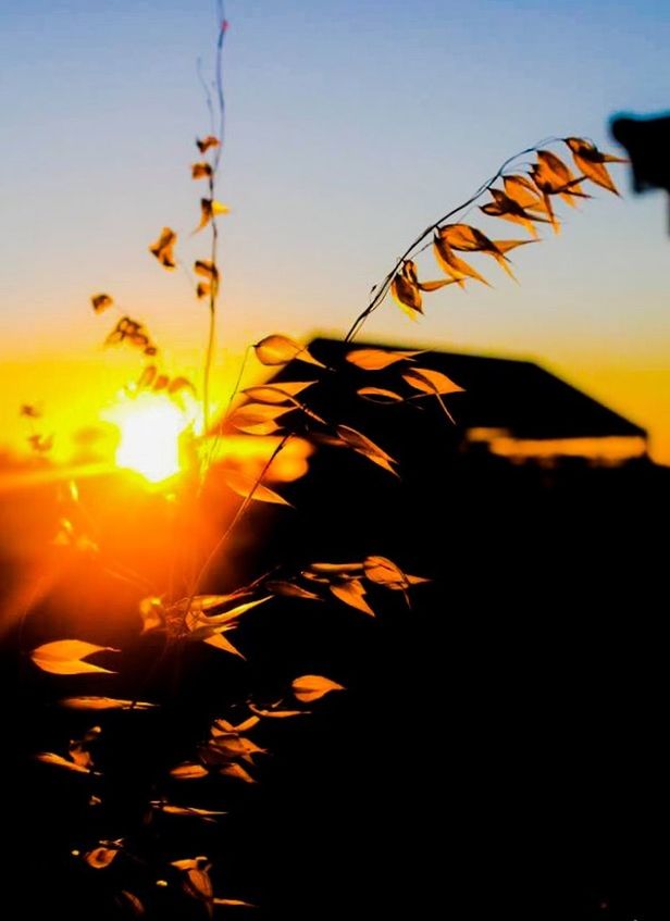 CLOSE-UP OF PLANT AGAINST SUNSET