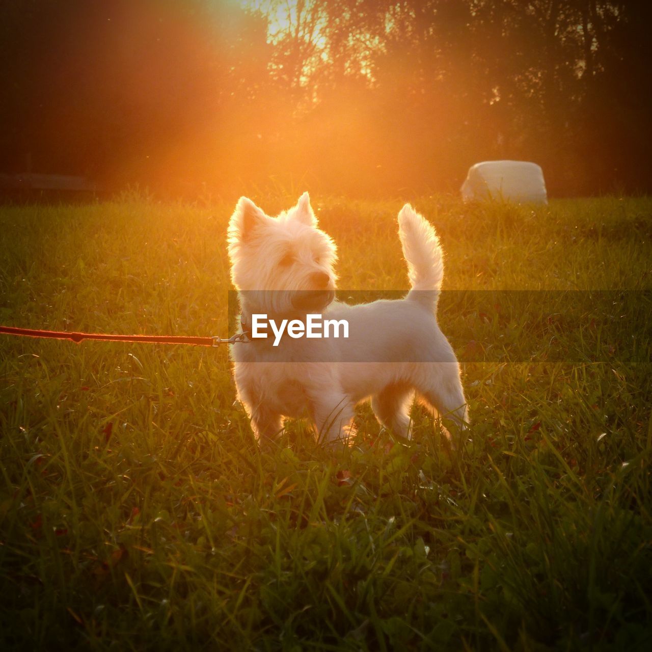 Dog in grass at sunset