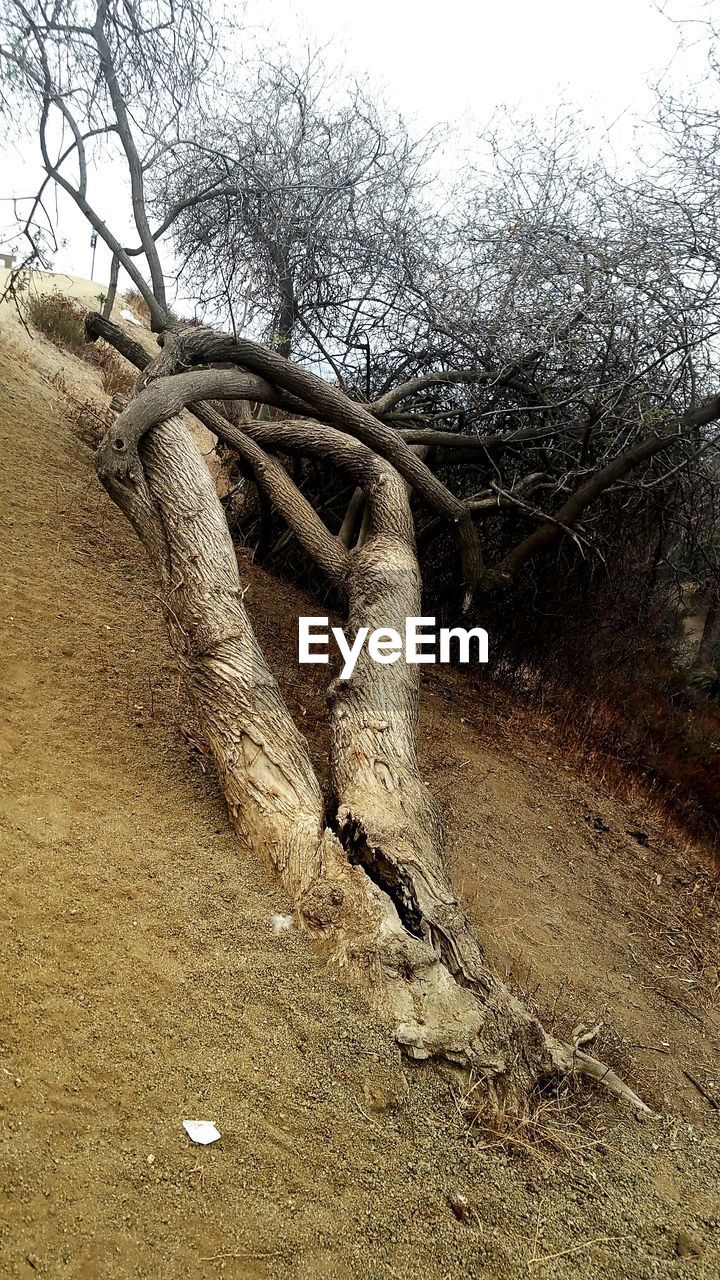 tree, bare tree, no people, outdoors, day, field, nature, sand, branch, sky, dead tree, mammal