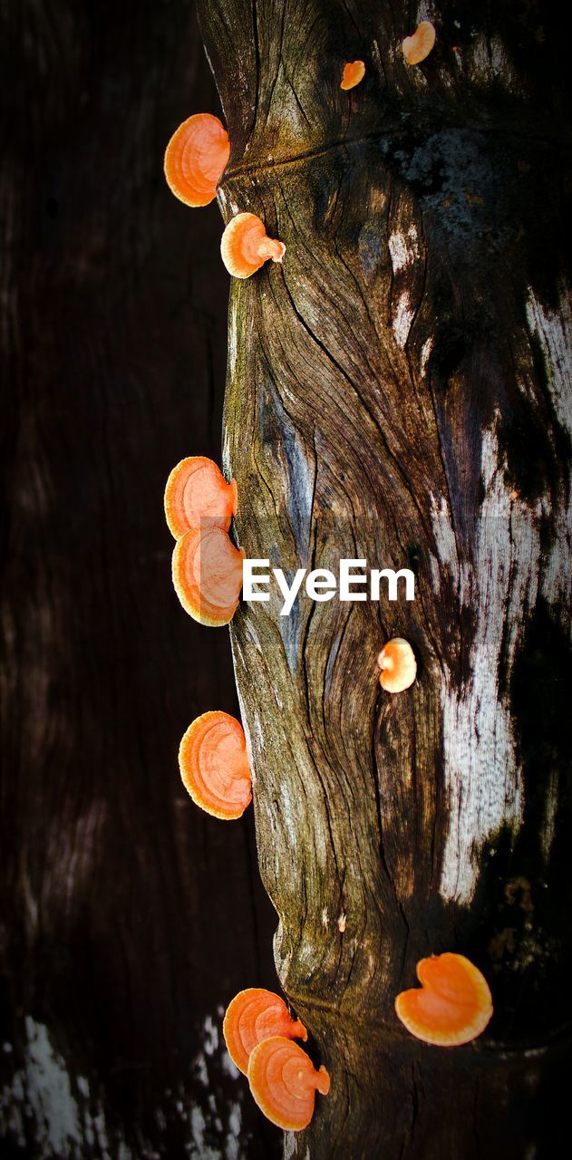 Close-up of leaves growing on tree trunk