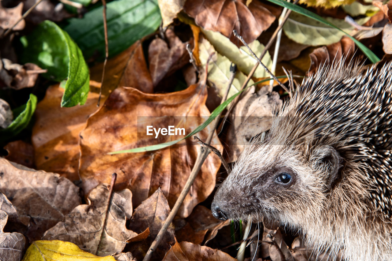 erinaceidae, domesticated hedgehog, animal, animal themes, plant part, leaf, hedgehog, animal wildlife, wildlife, mammal, one animal, nature, autumn, porcupine, echidna, dry, no people, close-up, outdoors, plant, land, brown, cute, portrait, day