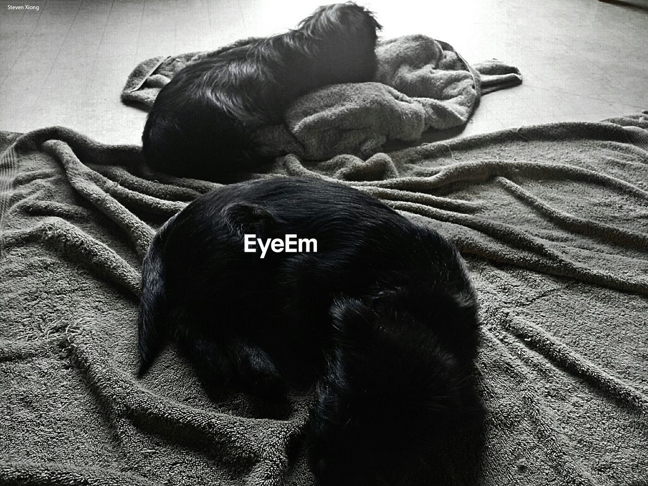 High angle view of dogs relaxing on fabric