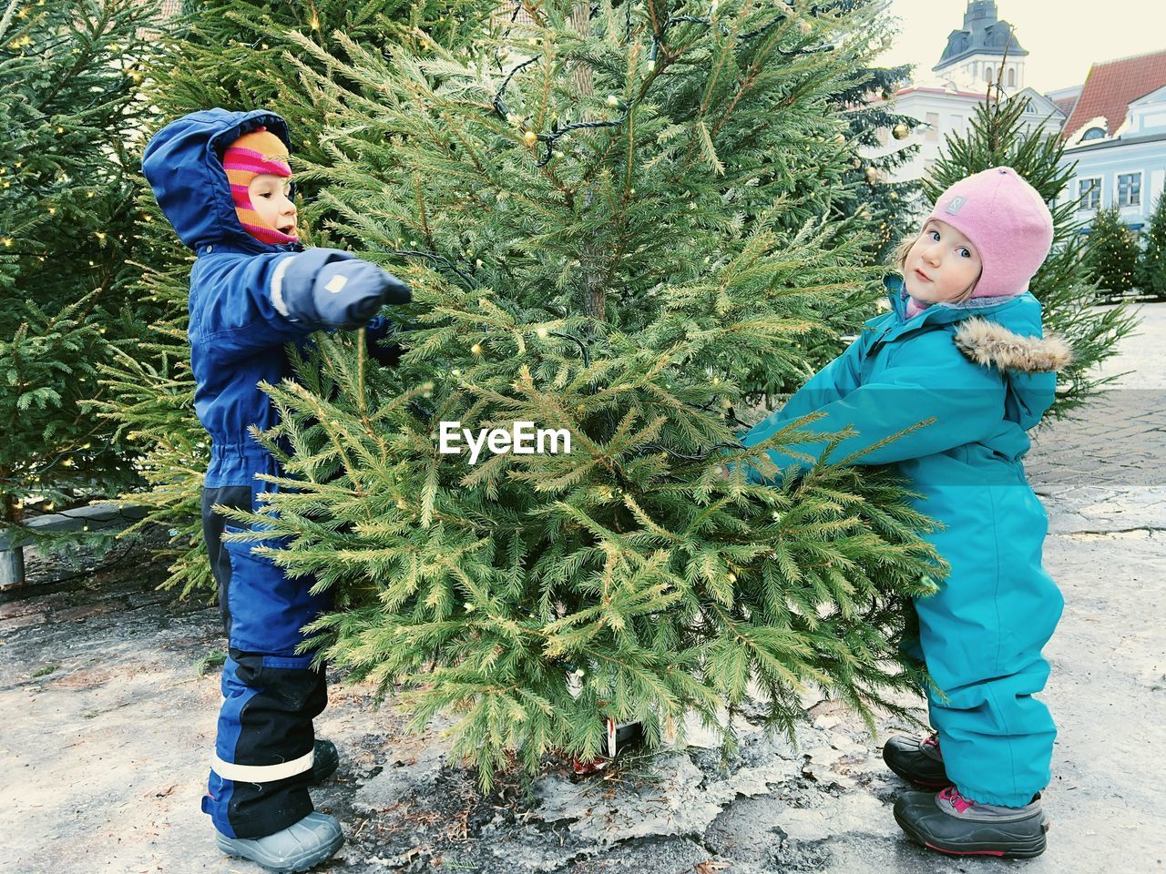 Two siblings choosing a christmas tree at the christmas market in tallinn