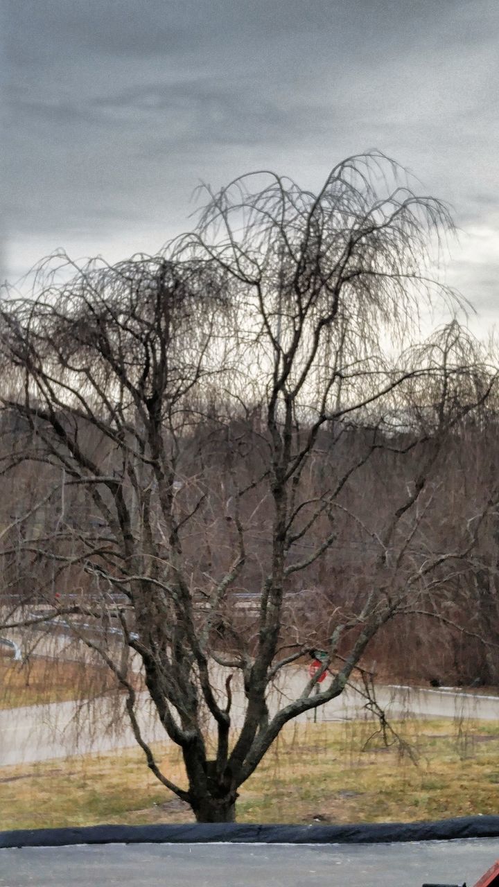 BARE TREE AGAINST LANDSCAPE