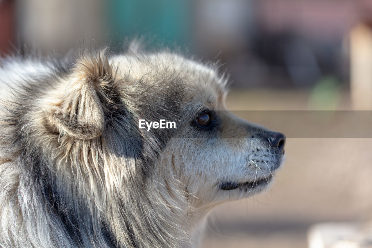 Close-up of a dog looking away