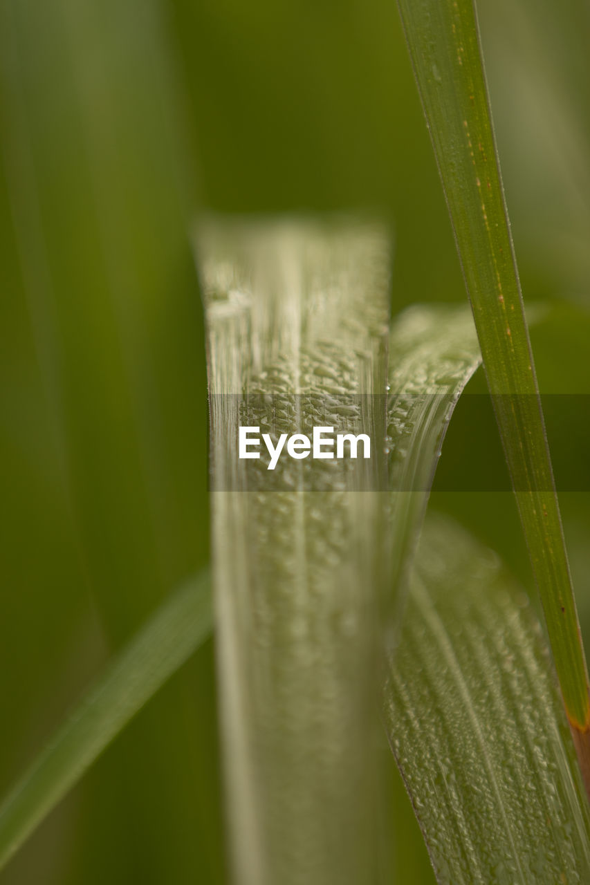 CLOSE-UP OF WATER DROPS ON GREEN GRASS