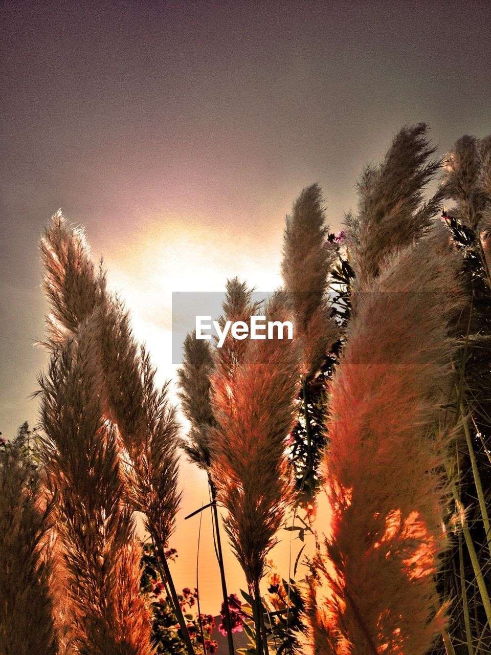 LOW ANGLE VIEW OF TREES AGAINST SKY AT SUNSET