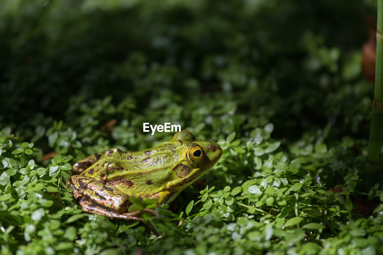 Frog on plants growing on field