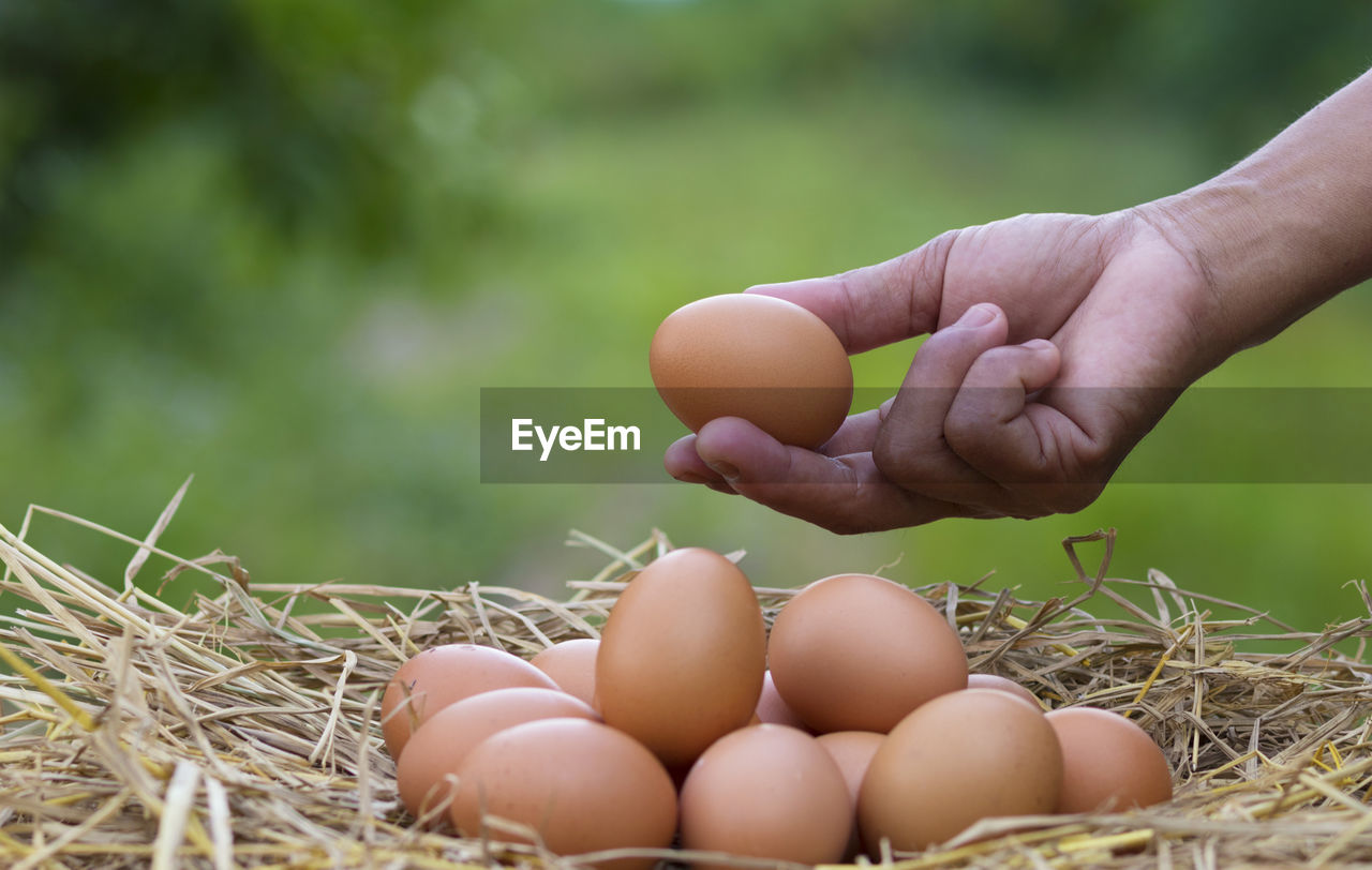 Close-up of hand holding brown egg