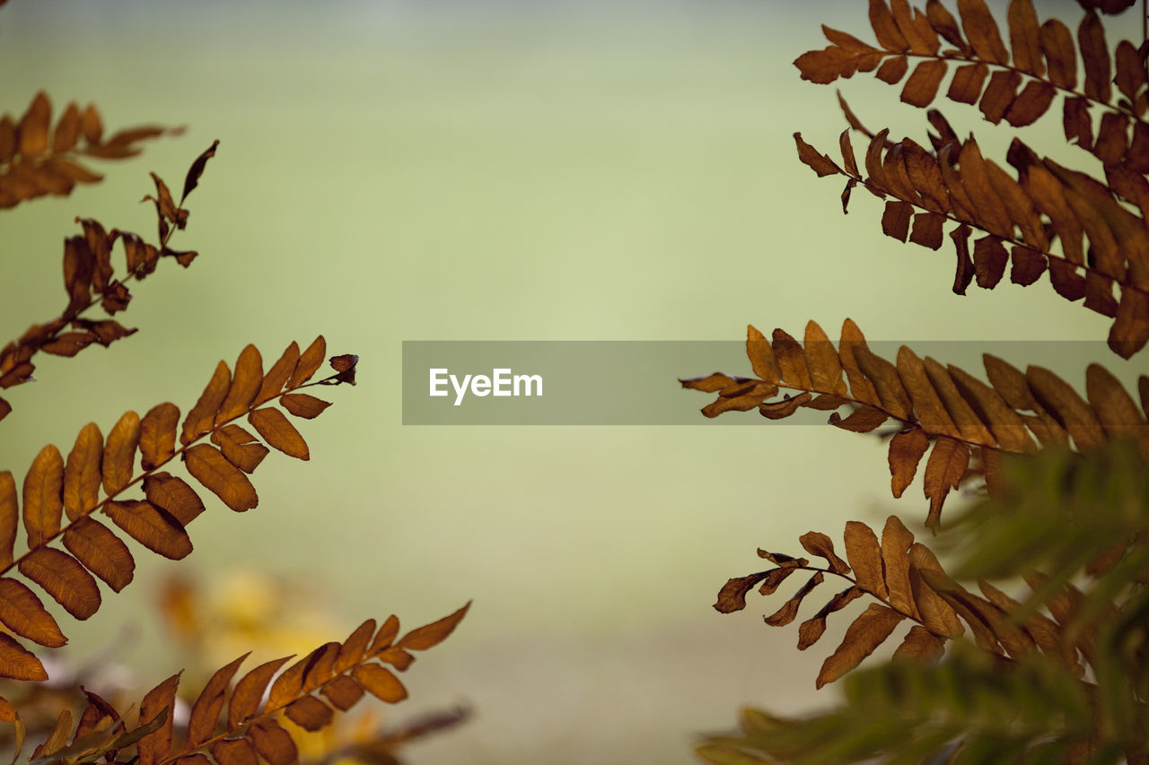 Low angle view of plant against sky