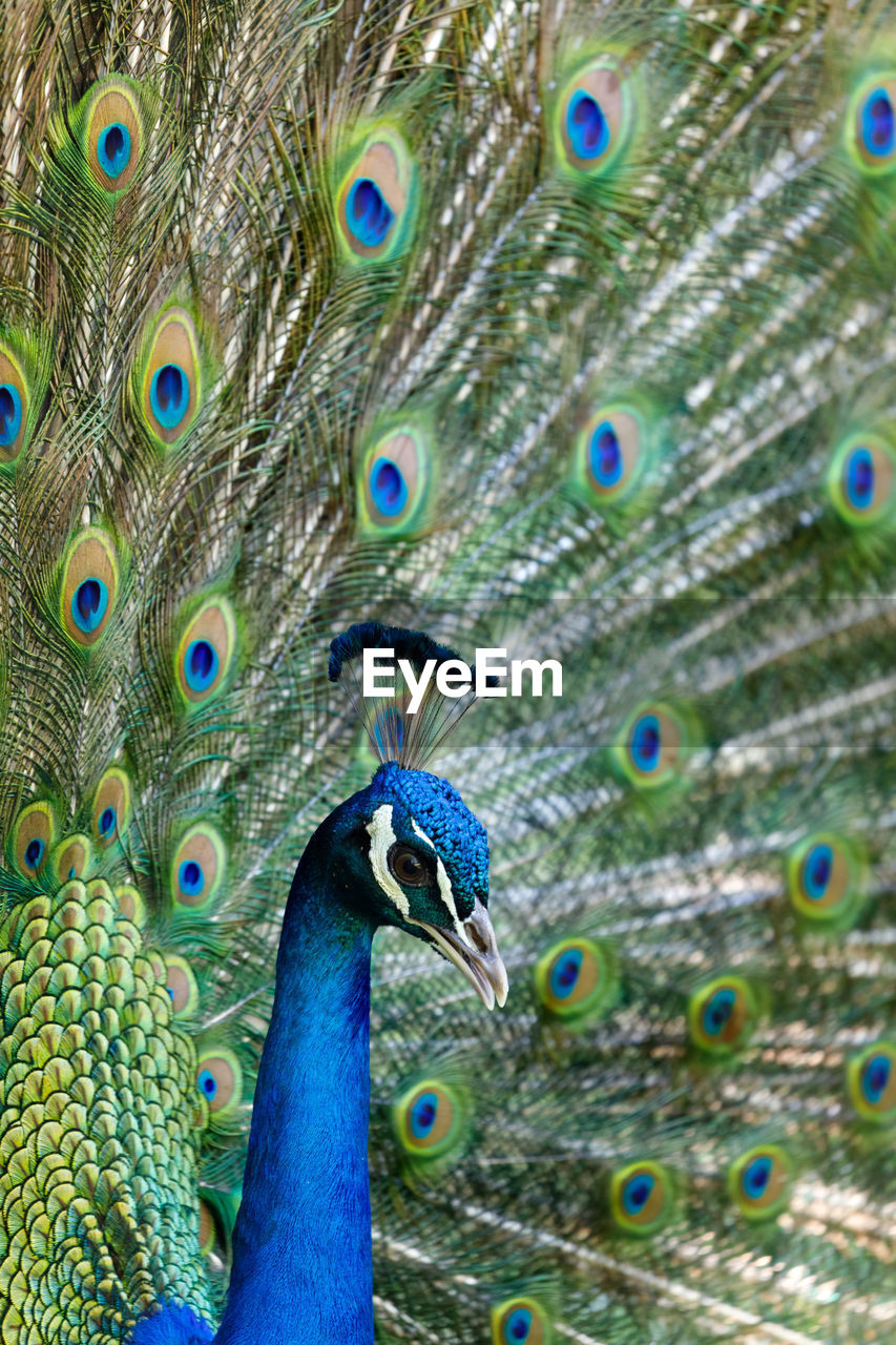 CLOSE-UP OF PEACOCK FEATHERS