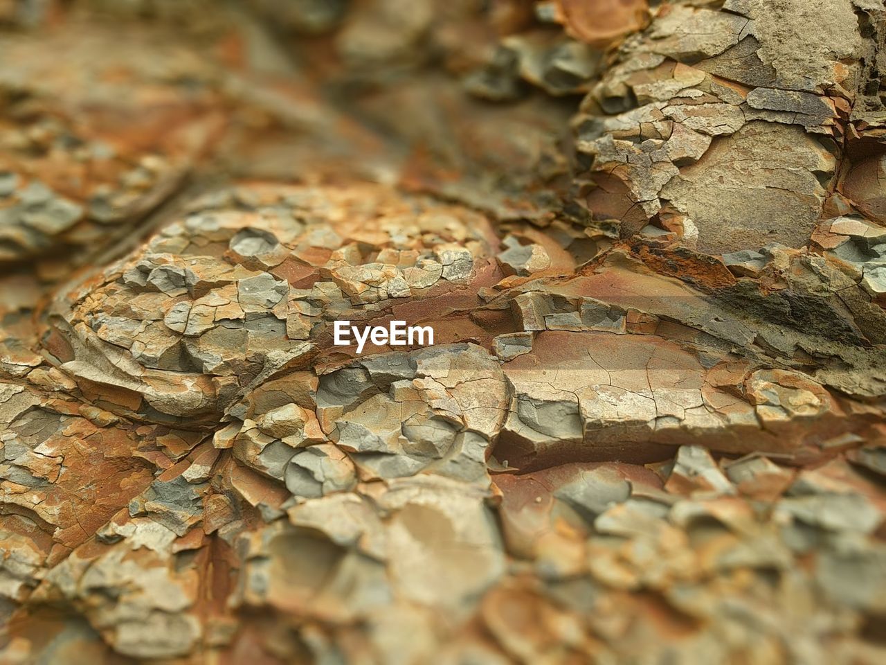 CLOSE-UP OF AUTUMN LEAVES