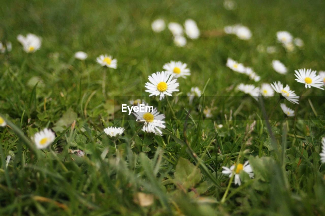 WHITE DAISY FLOWERS ON FIELD