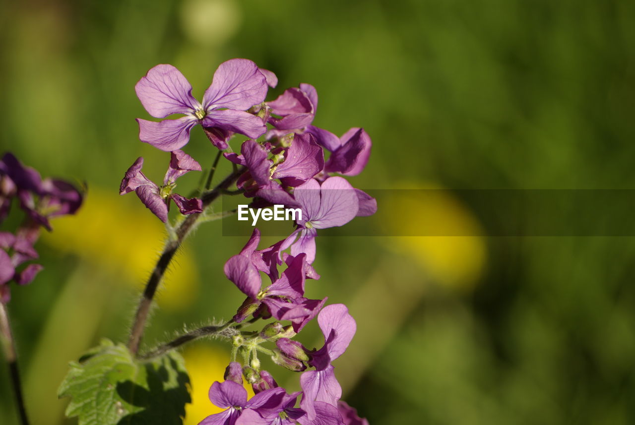 Close-up of pink flowering plant