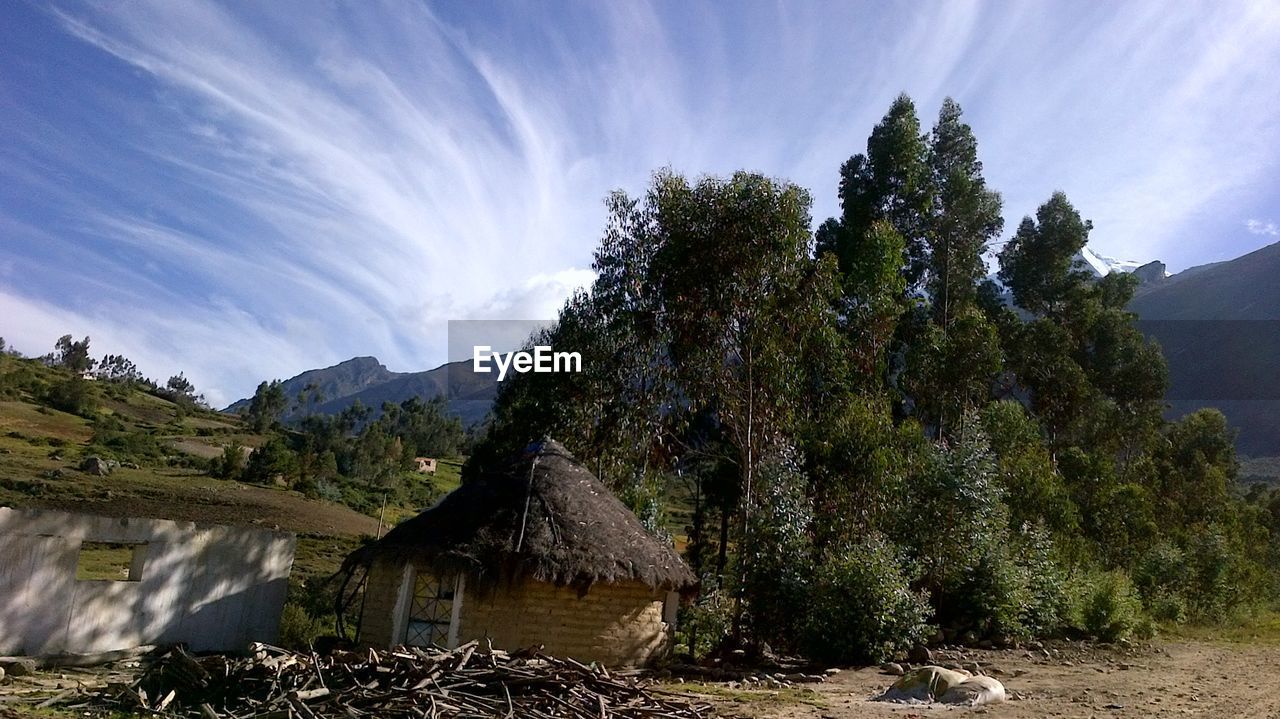 VIEW OF TREES ON MOUNTAIN