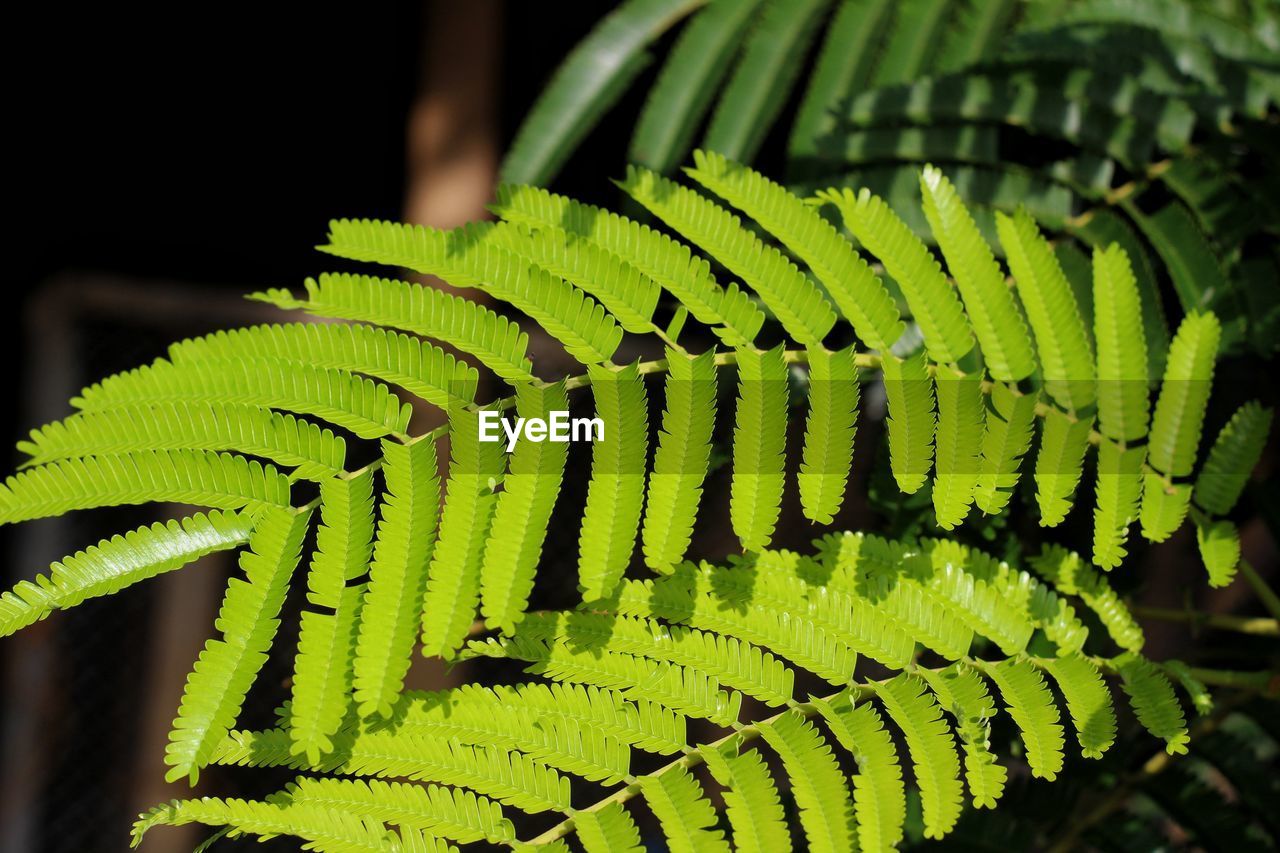 ferns and horsetails, green, fern, leaf, plant, plant part, nature, plant stem, growth, flower, close-up, beauty in nature, no people, yellow, jungle, vegetation, macro photography, focus on foreground, outdoors, tree, day, branch