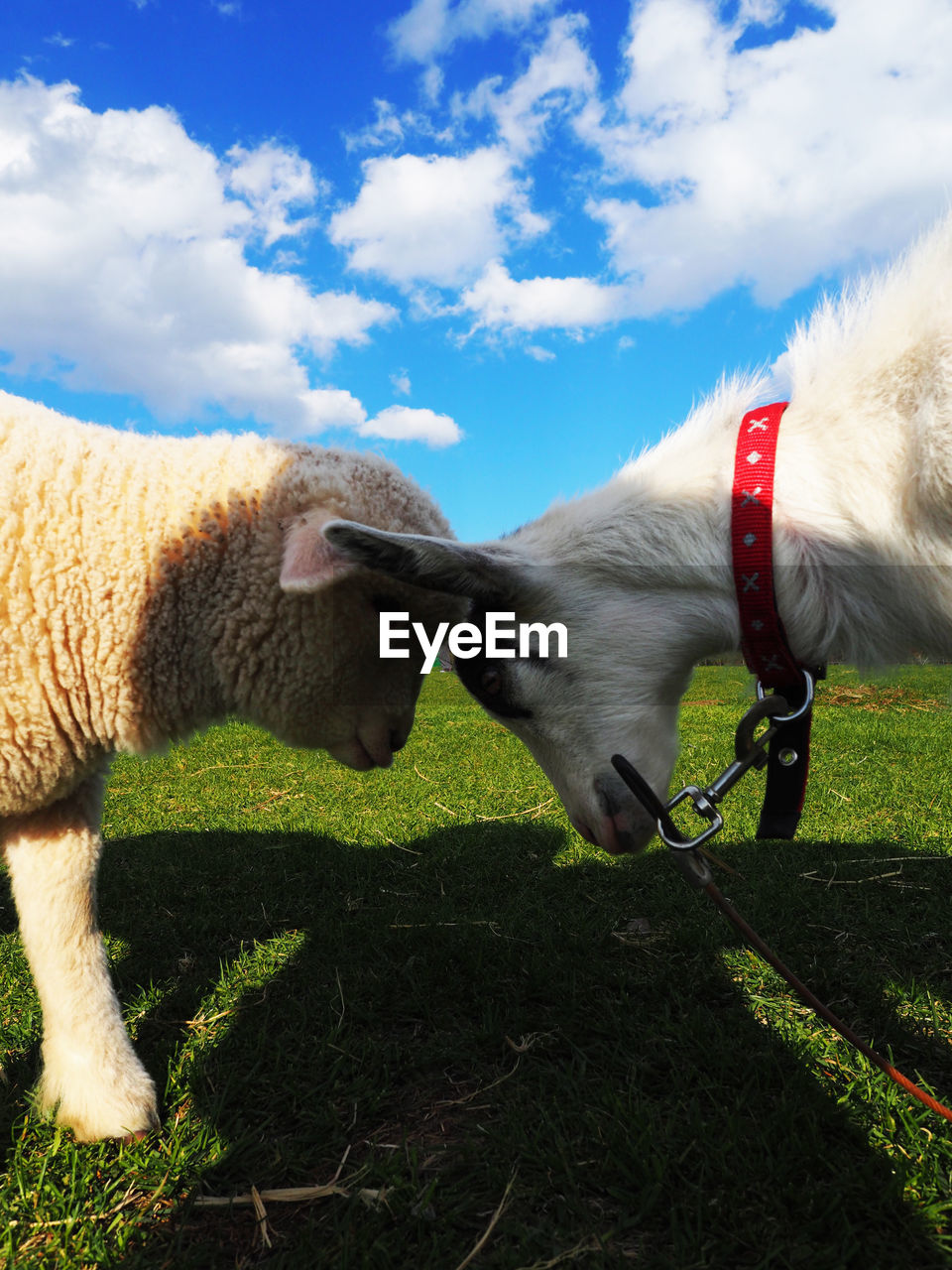 VIEW OF A SHEEP ON FIELD