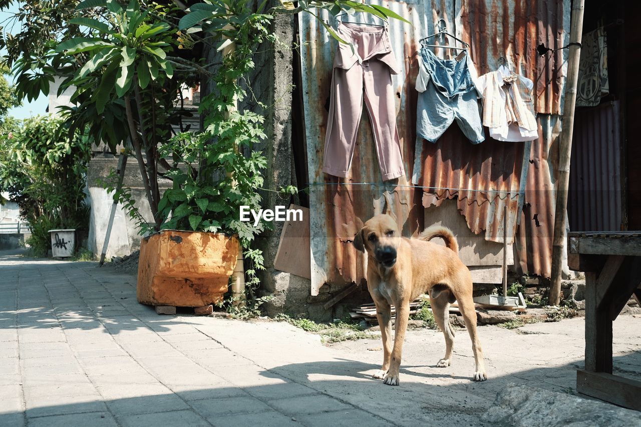 Stray dog on footpath