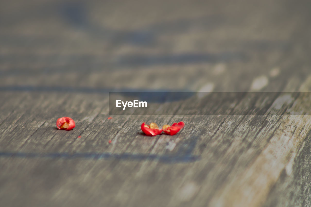 Close-up of chilli on wood