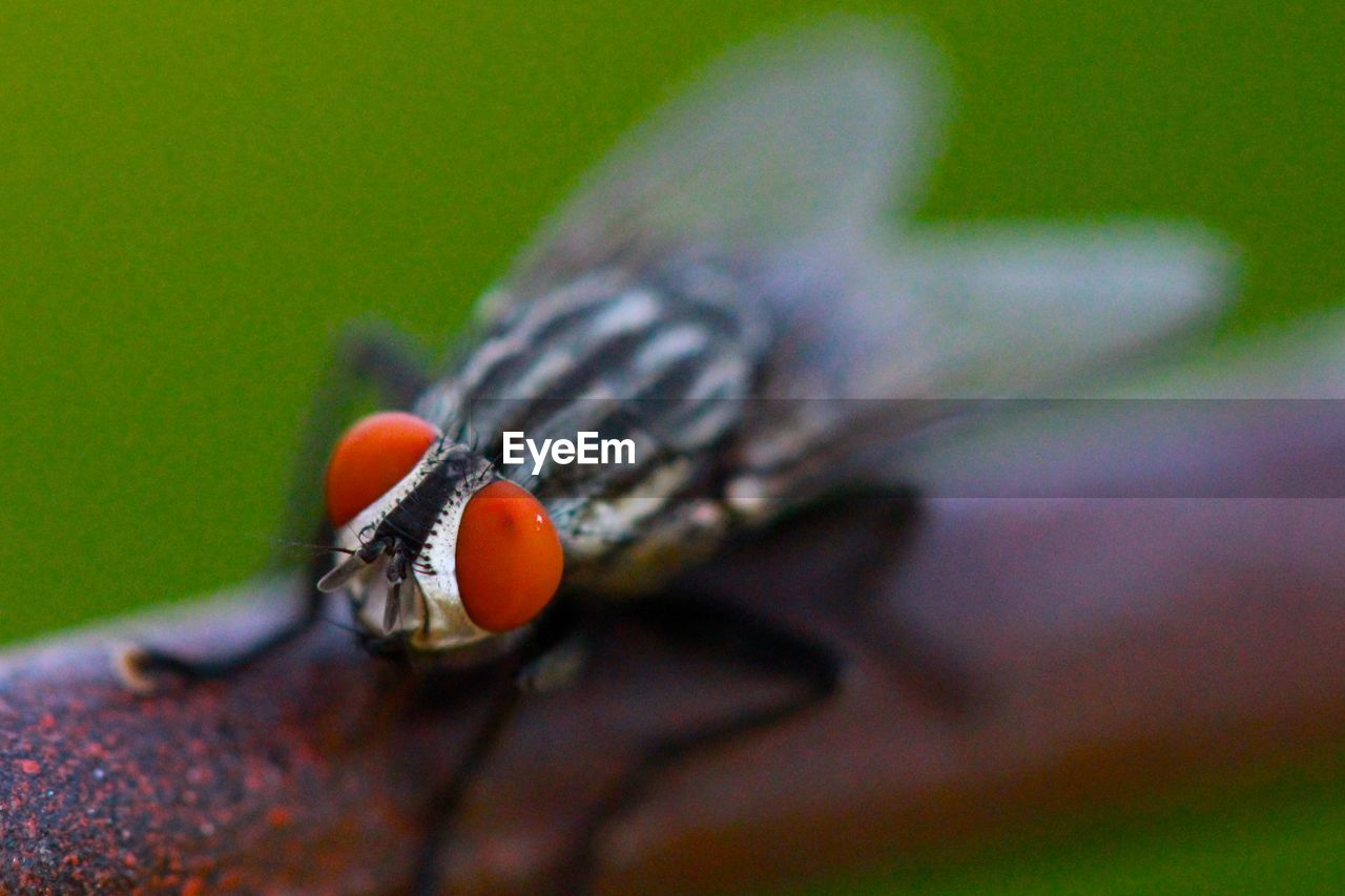 MACRO SHOT OF HOUSEFLY