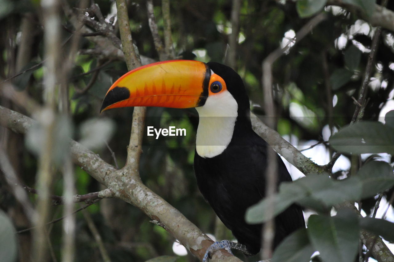 Toucan perching on branch