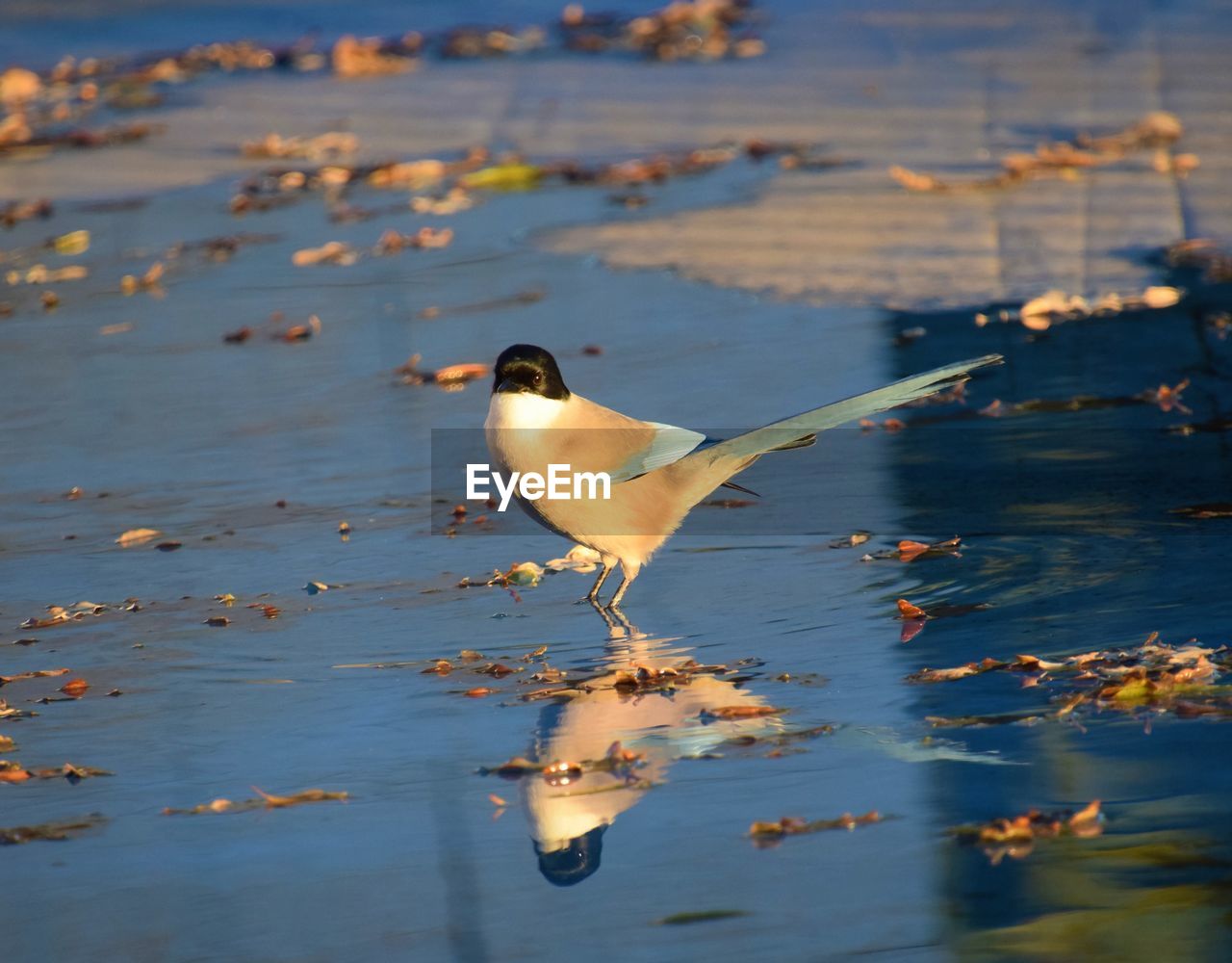 BIRD PERCHING ON THE LAKE