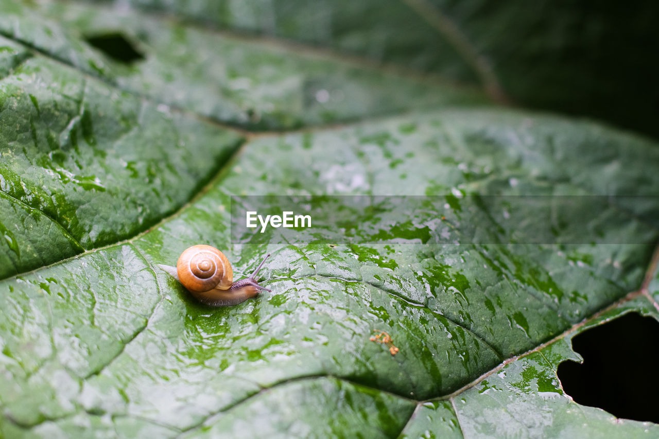 High angle view of snail on wet leaf