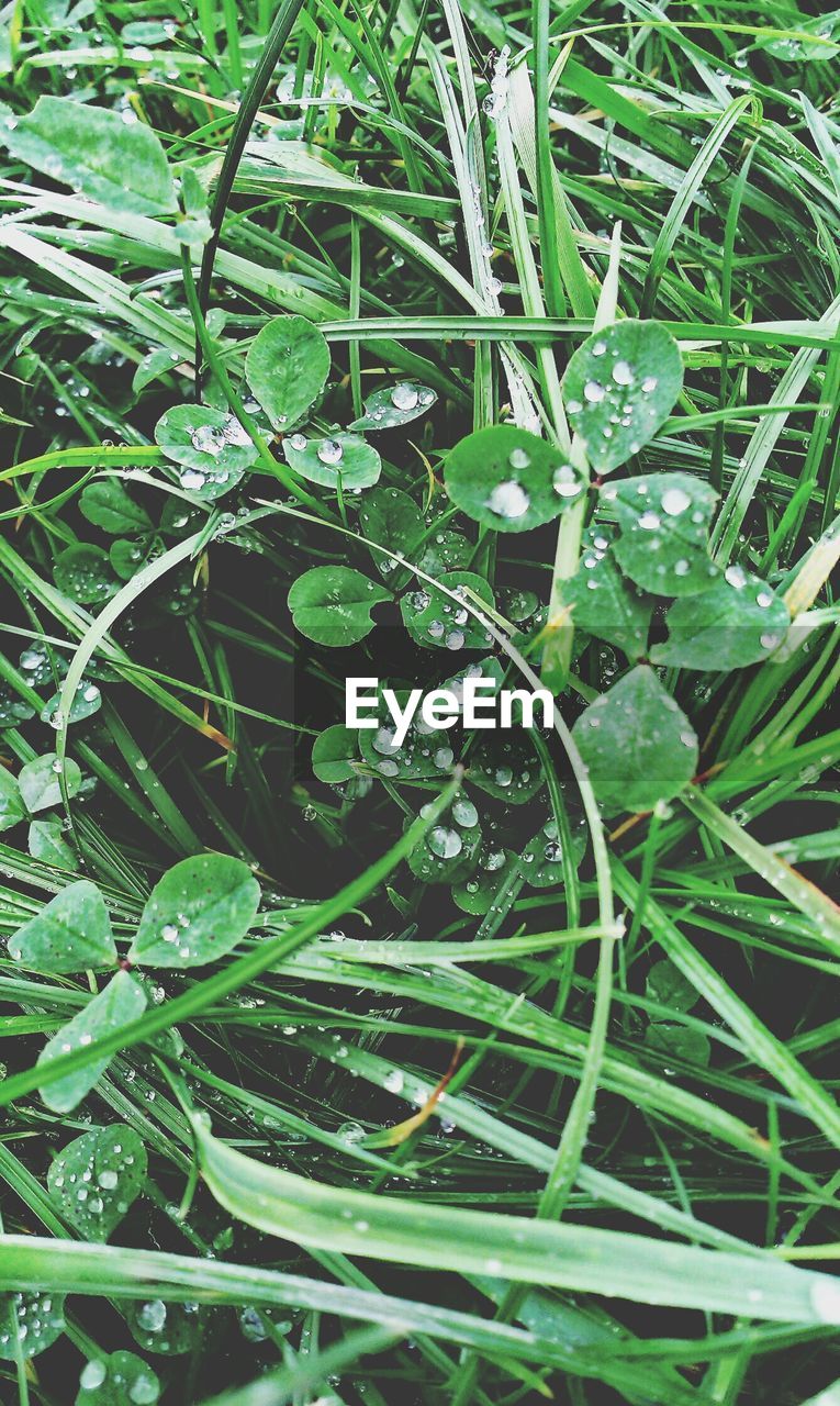 High angle view of drops on plants