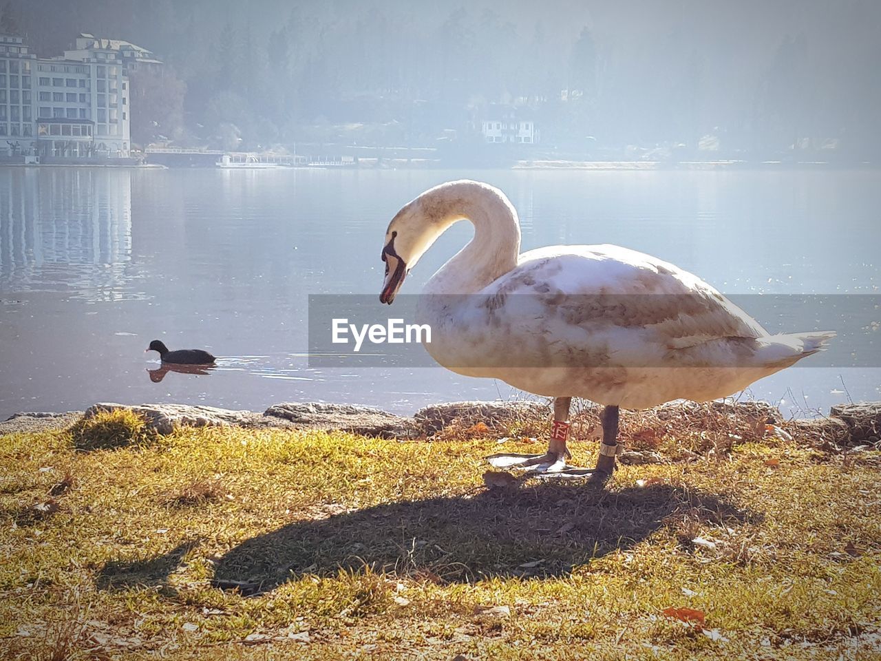 SWANS IN LAKE