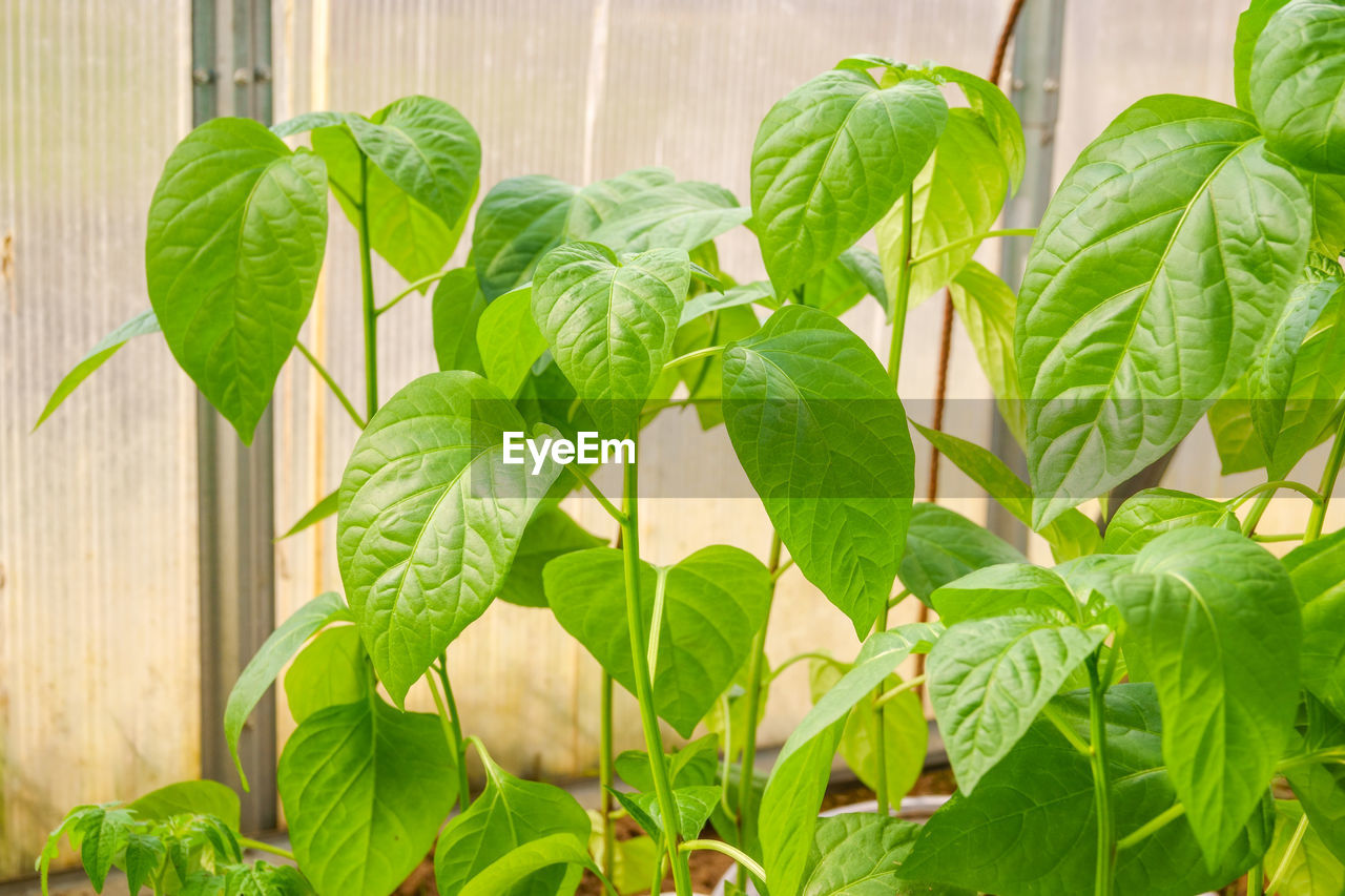 CLOSE-UP OF PLANT LEAVES