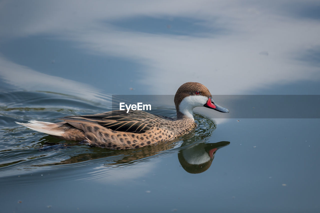 A red-billed teal in still waters
